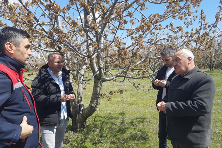 Birçok ülkeye ihraç ediliyor! Don vurdu: 'Bu sene kimse beklemesin'