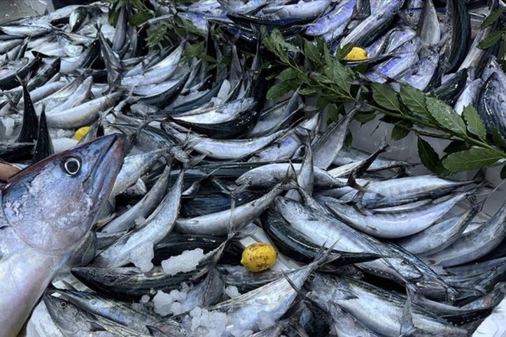Son yılların en verimli palamut sezonu yaşandı