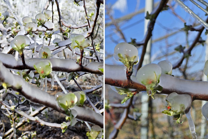 Zirai dona 23 milyar liralık tazminat