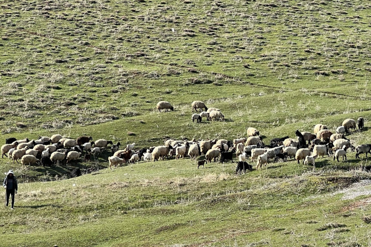 70 bin TL maaşla çoban bulamayan köylüler isyan etti: İthal edeceğiz