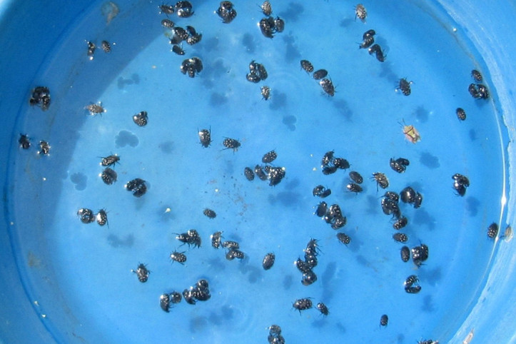 Meyve bahçelerinde verimi düşüren böceğe mavi leğenli önlem