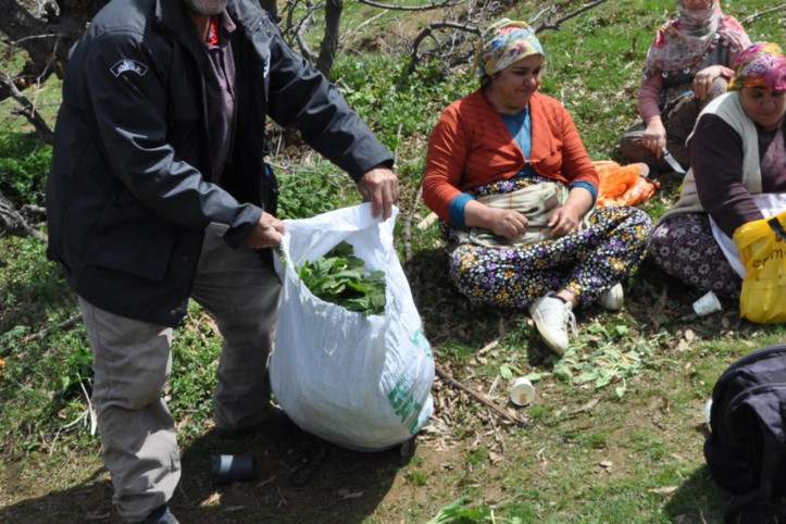 Dağlarda kendi kendine yetişiyor: Kilosunu 250 liradan satıyorlar