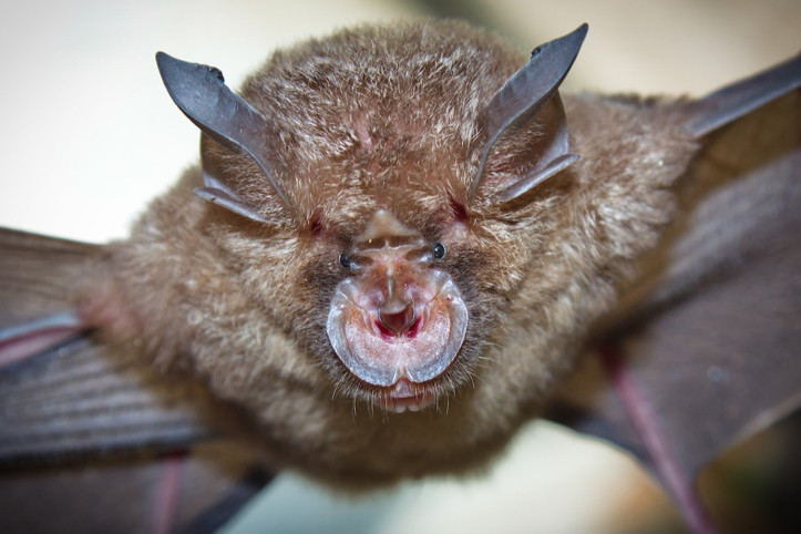 Bilimsel araştırma: Covid-19 ilk bu bölgede çıktı