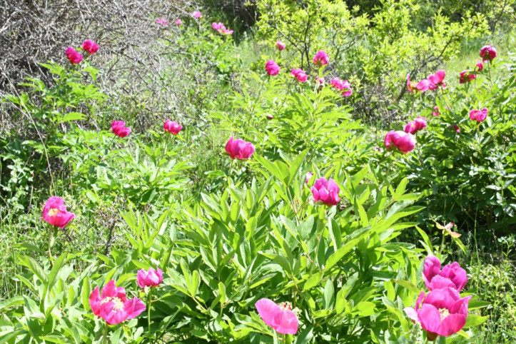 15 gün yaşıyor, doğal ağrı kesici: Koparmanın cezası dudak uçuklatıyor