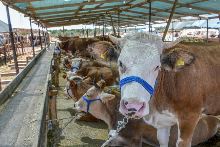 İnternetten kurban alışverişine dikkat!