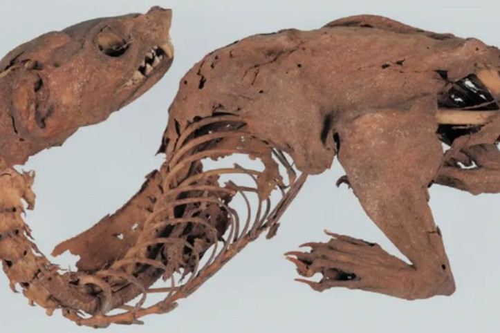 600 yıllık 'mumyalanmış ejder' gizemi çözüldü