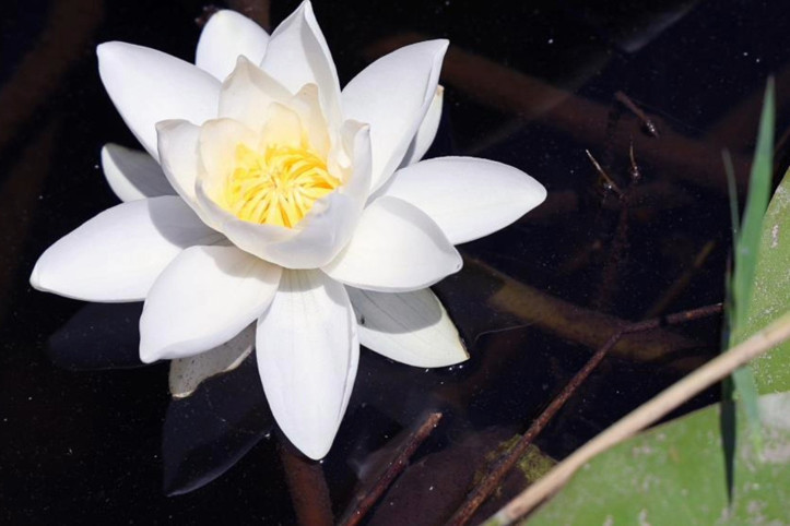 Muğla'da yetişiyor: 'Özellikleriyle dünyada tek'