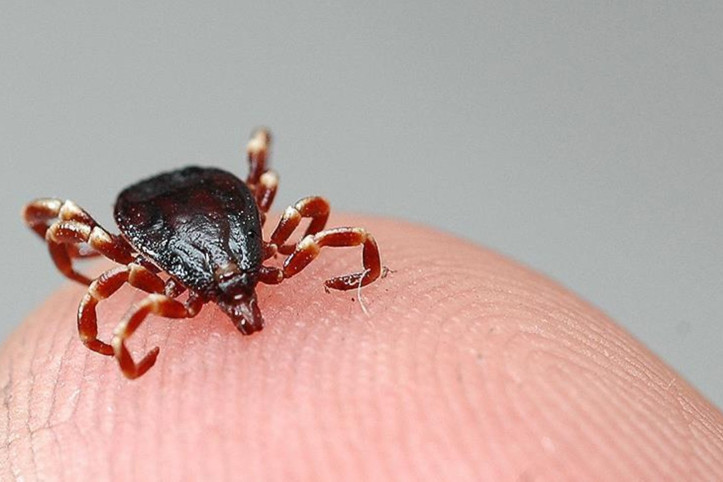 Kene bir can daha aldı