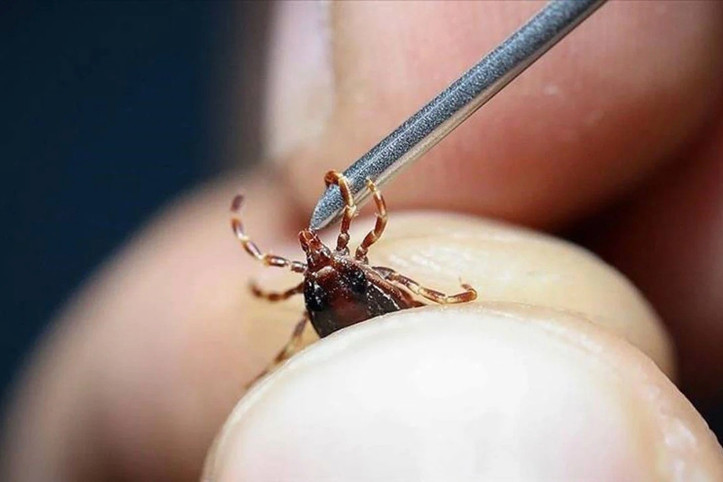 İstanbul'daki keneler için iç ferahlatan açıklama