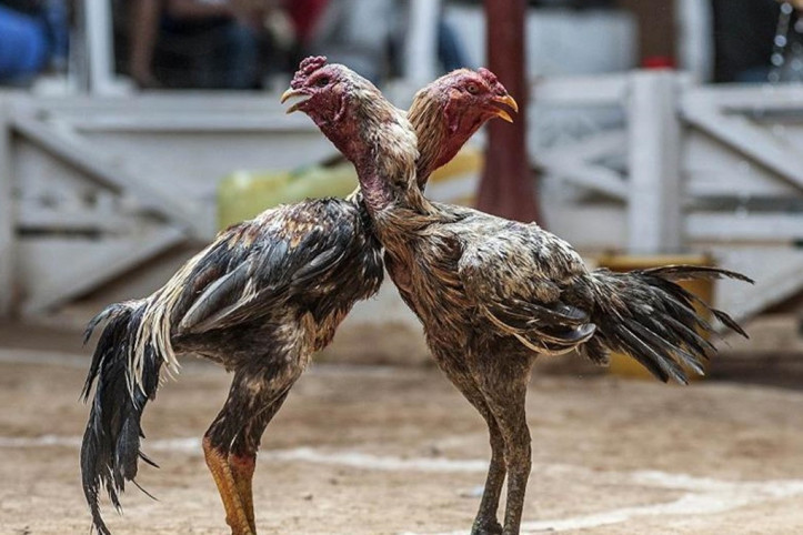 Hayvanları koruma derneği başkanı, horoz dövüştürürken yakalandı