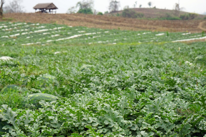 Tepki büyüdü: Tarlada 2 TL'ye alıcı bulamıyor, manavda 30 TL'ye satılıyor