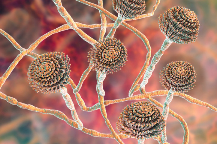 Ölüm saçan mantar lösemiye umut oldu