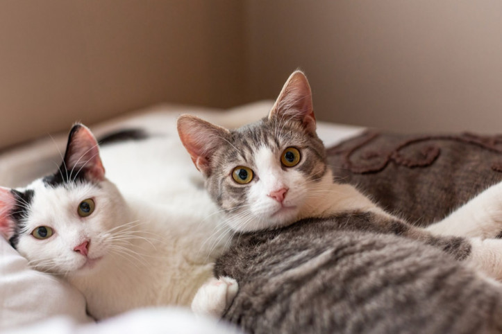 Kedinizin sizi sevdiğini gösteren 4 işaret