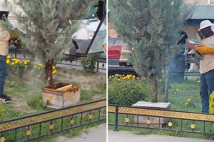 Şehir merkezinde kaos: Kraliçe kaçtı, yüzlerce arı peşinden gitti