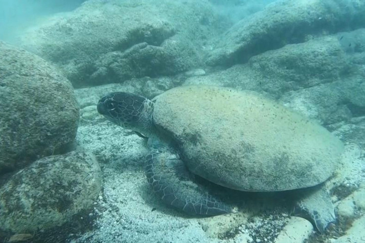 Uzman isim açıkladı: Caretta carettalar son zamanlarda neden ısırıyor?