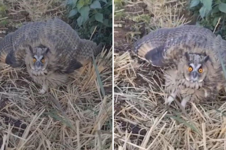 Nesli tükenme tehlikesi altında: Sivas'ta belirdi