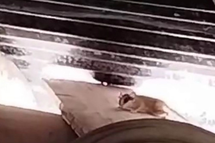 Nesli tükenme tehlikesi altında: Sevimli hareketleri ilgi çekti