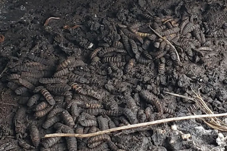 Neandertallerin sofrasından sürpriz çıktı