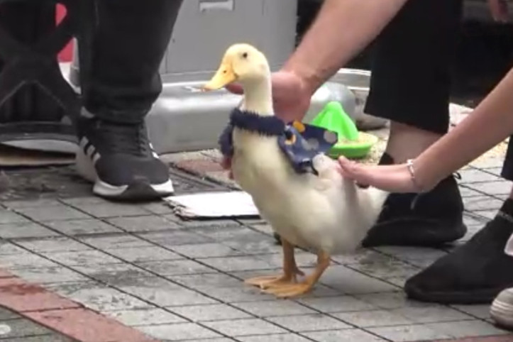 Caddelerin yeni gözdesi: Fular bile takıyor