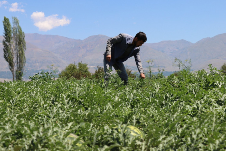 Uçak teknolojisİ okudu, memleketine dönüp çiftçi oldu