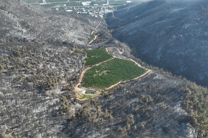 Şaşkına çeviren görüntü: Bir tek orası yemyeşil kaldı