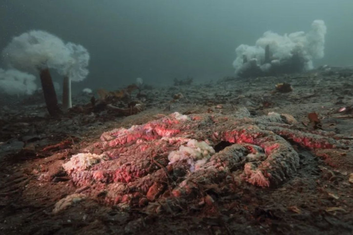 5 milyar denizyıldızını öldüren gizemli katil bulundu