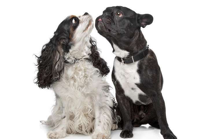 Bilimsel araştırma: İlk kez köpek sahiplenecekler bu cinslerden uzak dursun