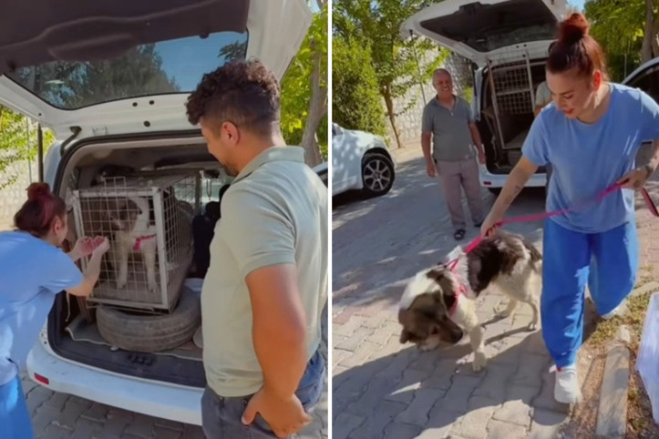 Ceylan Ertem, sahiplendiği mezar başından ayrılmayan köpeğe kavuştu