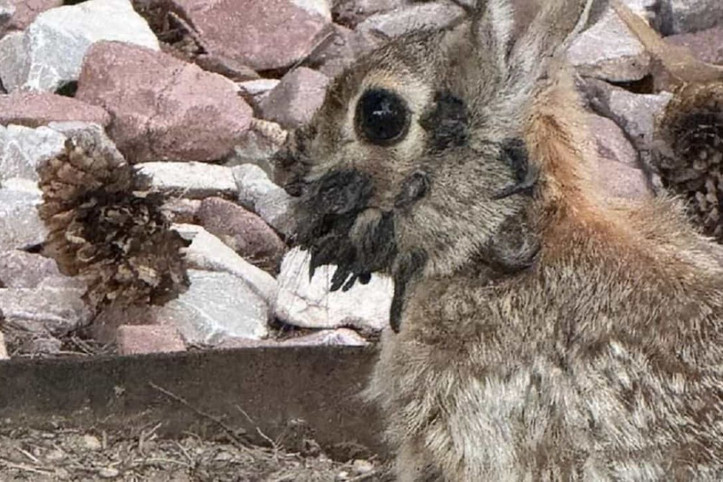 ABD'de 'mutant tavşan' alarmı
