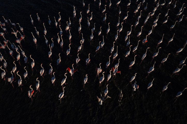 Yozgat'ın zarif misafirleri