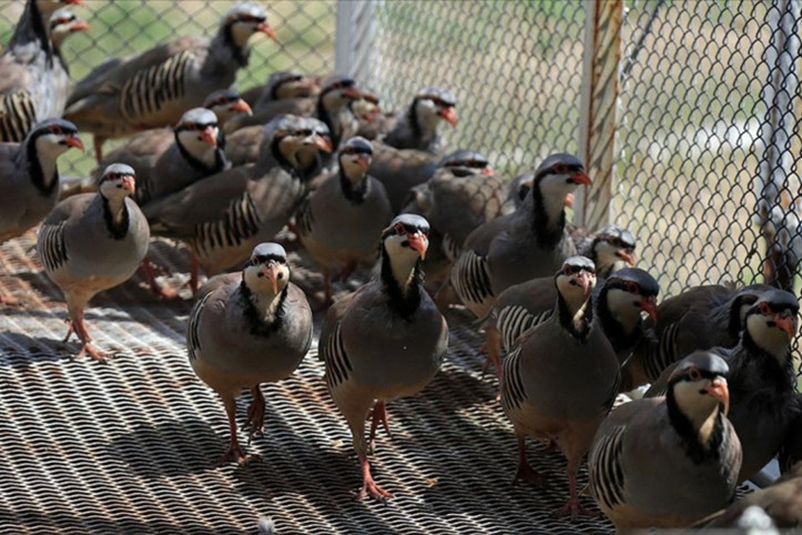 Keklikler kimden yana? Uzman isimden 'keneleri yemez, taşır' iddiası!