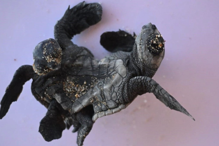 Türkiye'de ilk kez görüldü