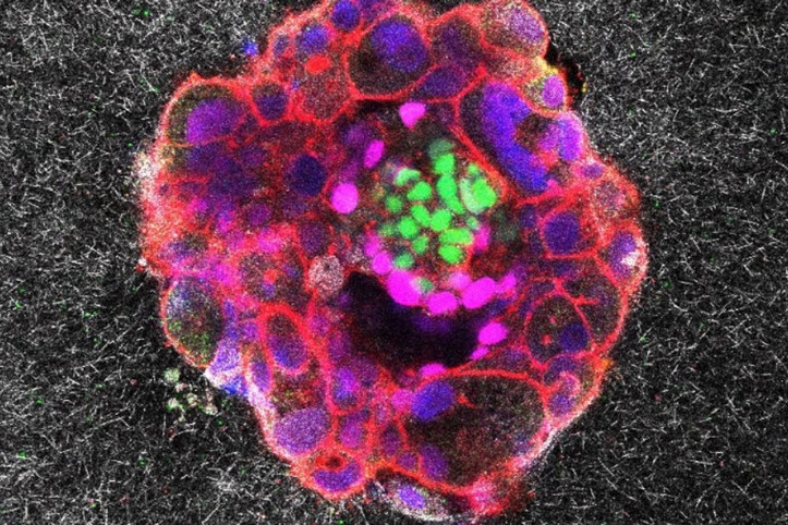 İnsan embriyosunun anne rahmine tutunuşu ilk kez görüntülendi