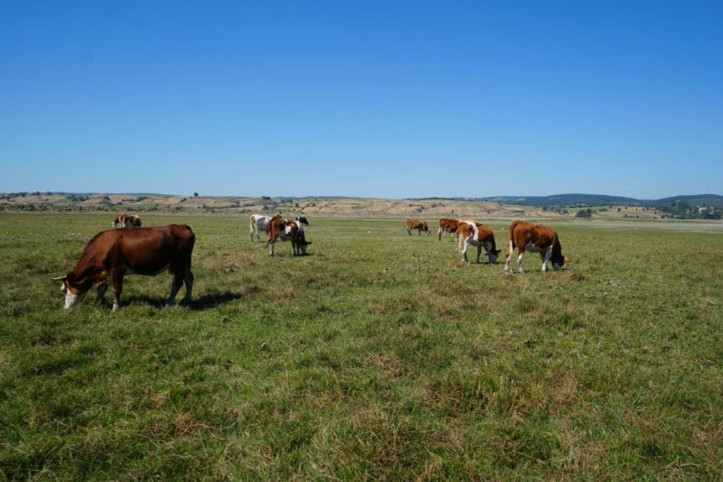 Su metrelerce çekildi: Bir zamanlar balıklar yüzüyordu, şimdi inekler otluyor