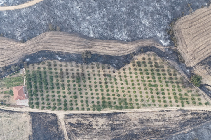 Her yer kül oldu, bir tek onun bahçesi kurtuldu