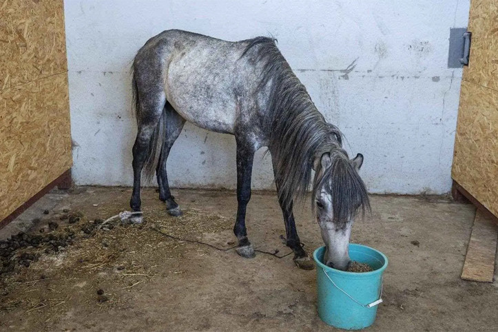 İzmir'de skandal: Günlerce aç bırakıldılar, TJK açıklama yaptı!