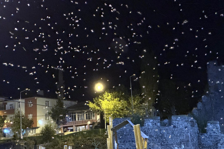 Sineklerin ölüm dansı devam ediyor