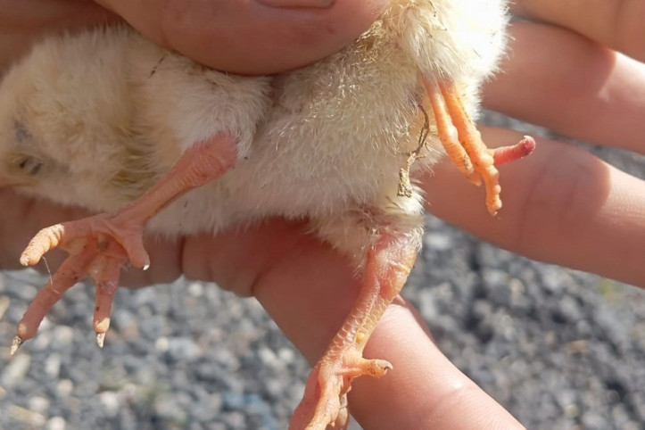 Yumurtadan 4 ayaklı civciv çıktı