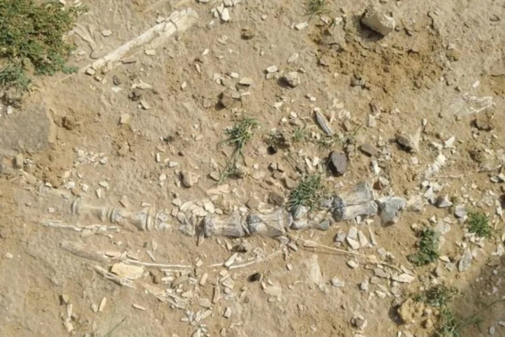 Köylüler tesadüfen 200 milyon yıllık fosil buldu