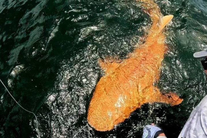 Bilim insanlarını şaşırtan keşif: Turuncu köpek balığı!