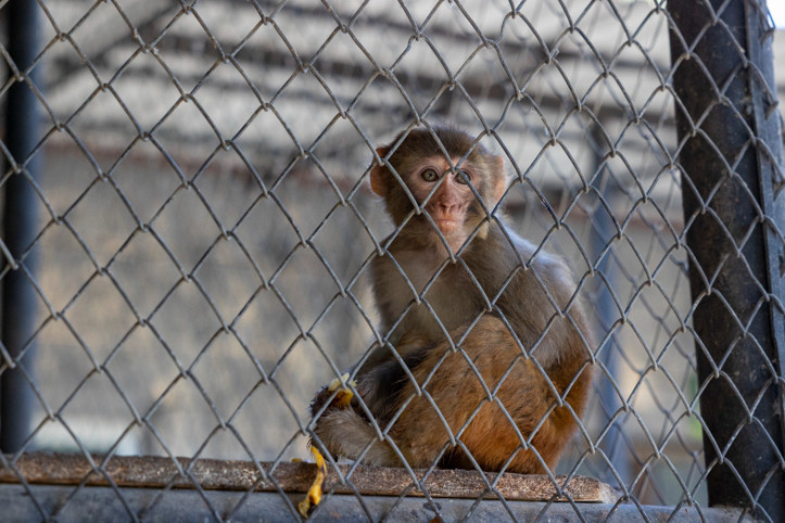 Şiddet mağduru maymun koruma altına alındı: Şeker artık güvende