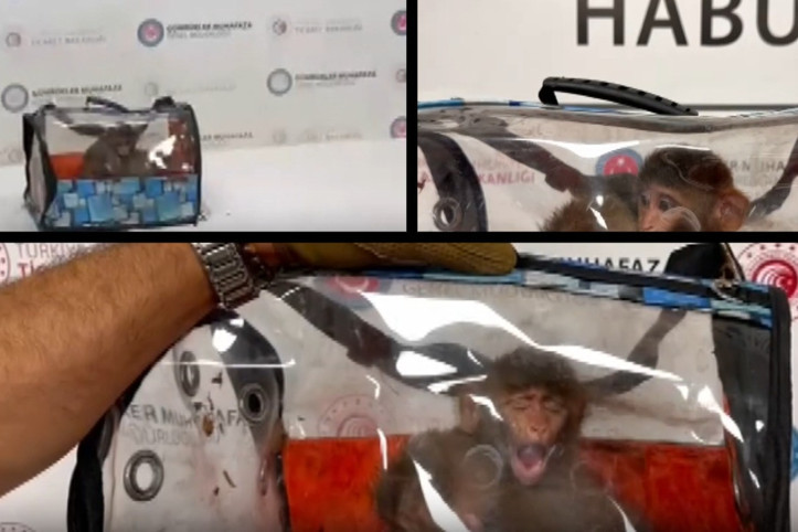 Sınır kapısında yakalandı, böyle sergilendi