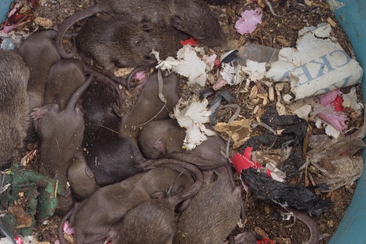 Farelerden geçen hastalık 166 kişiyi öldürdü