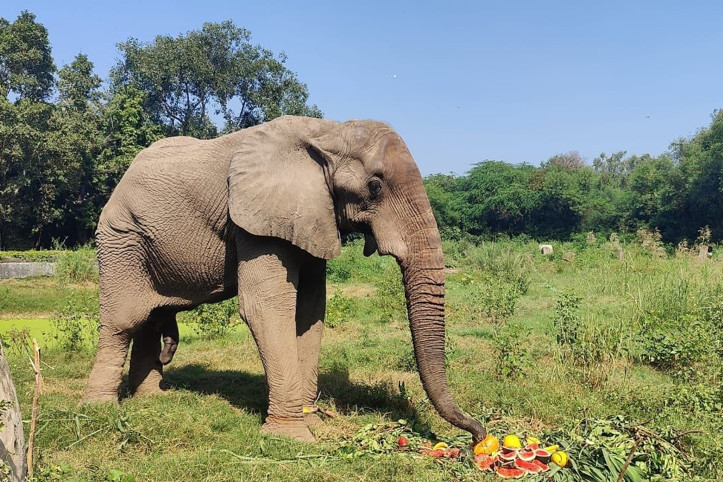 24 yıllık esaret: Dünyanın en yalnız fili öldü