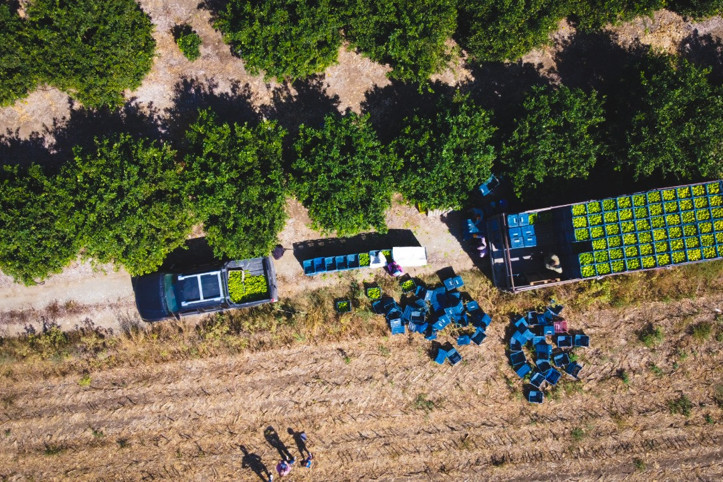 Geçen sene bahçede 1 TL'ydi, bu yıl 20 TL