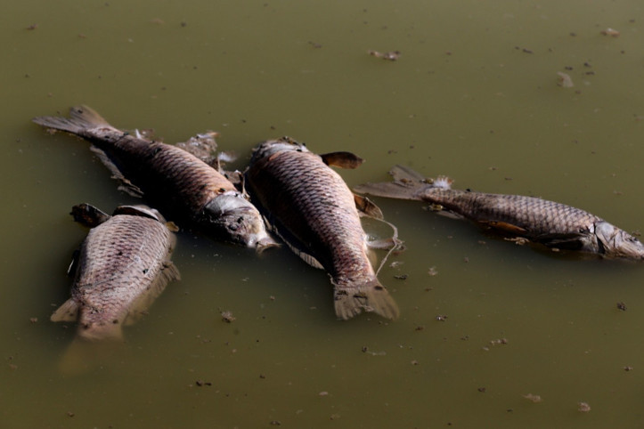 Tozlu Göleti'nde balık ölümleri