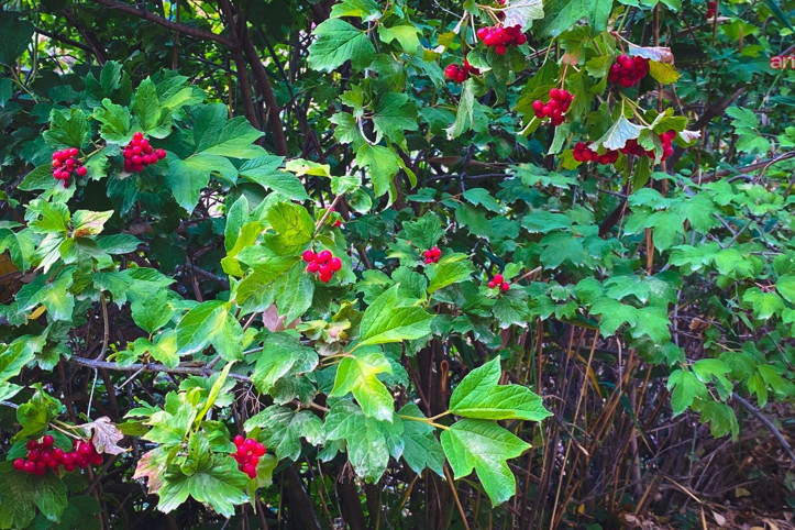 Kendi kendine yetişip şifa dağıtıyor: Gilamuru dalında kurudu, fiyatı uçtu