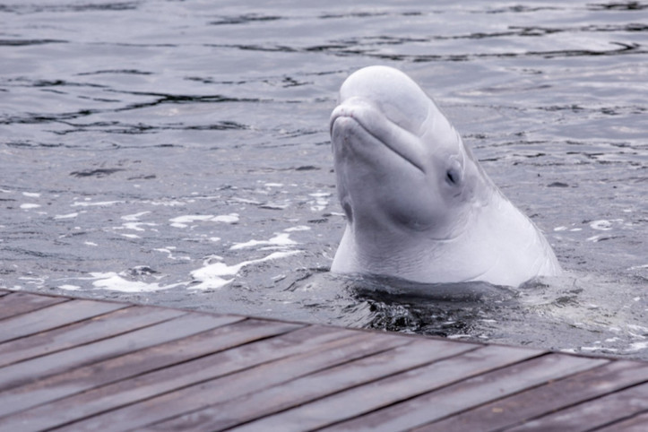 Kanada'da gündem balina katliamı: 'Ya para verirsiniz ya da öldürürüz'