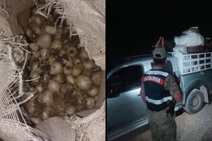 En acı sarımsak: Yarım milyon ödedi