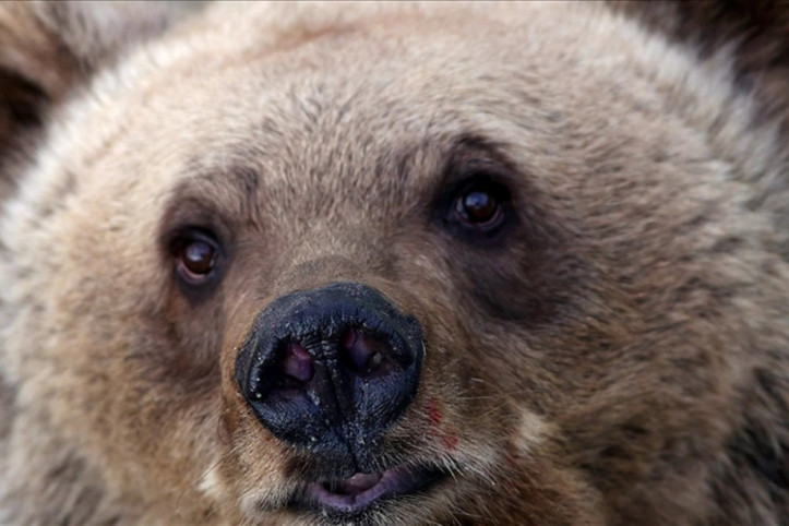 Ülkede ayı saldırıları alarmı